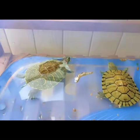 我们的小伙伴🐢……