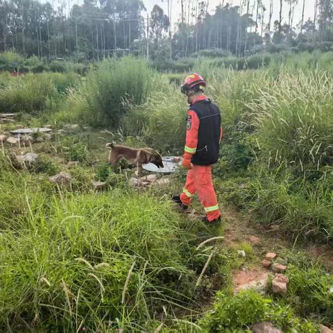 搜救犬的气味鉴别训练：从基础到实战