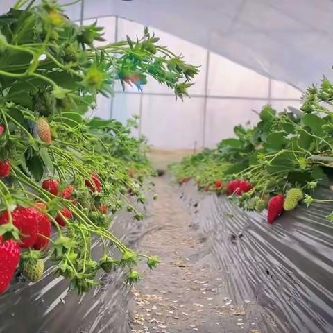 喜欢你💕🍓“莓”烦恼