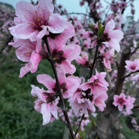 黎明网格-保花的简篇