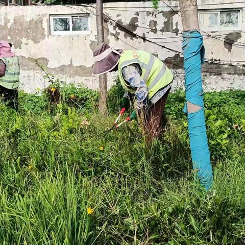 祥符区“三化绿化”指挥部日常