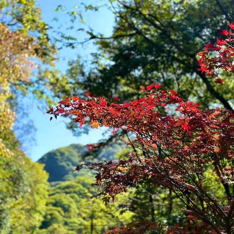 光雾山风光