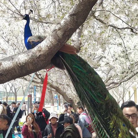 濮大花开