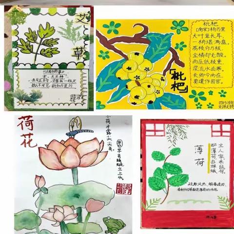 “扬中药之风，做博学少年”——记四年段语文跨学科活动