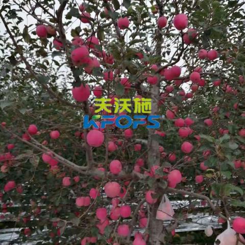 夫沃施功能肥～果农的福音