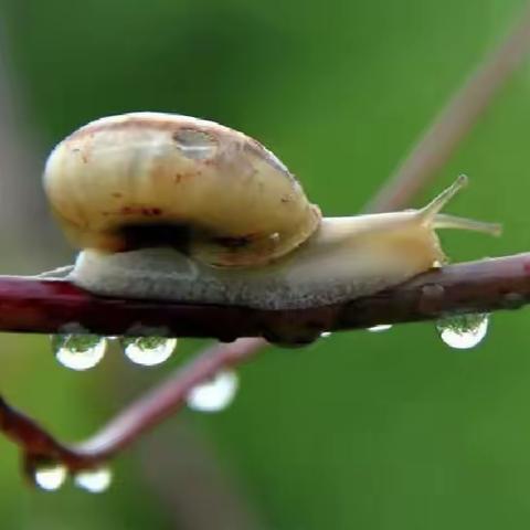 “蜗”们偶遇——雨后的邂逅