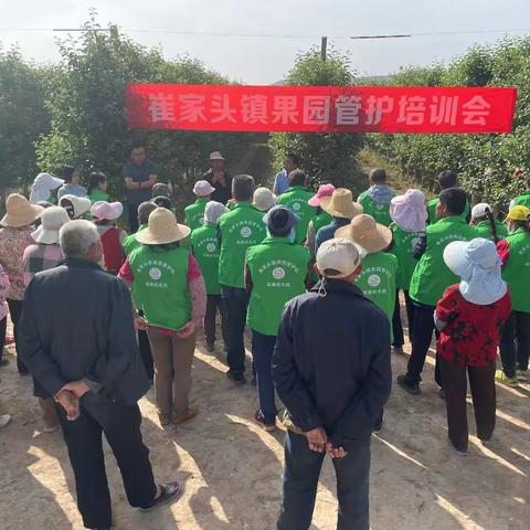 崔家头镇：夏耘一寸功 秋收万颗红