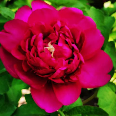 国色天香、倾国倾城还是她