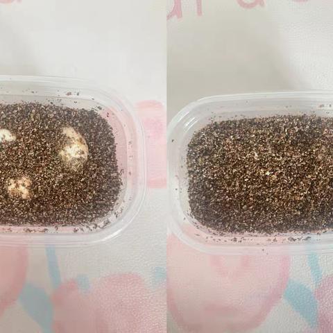 小乌龟成长记——江甜熙