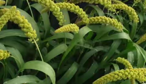 洛阳市 2023 年红薯、谷子高产高效种植技术现场观摩会在汝举办