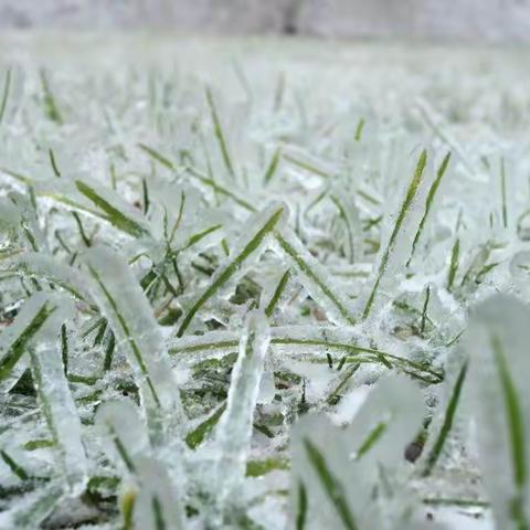 小城春雪