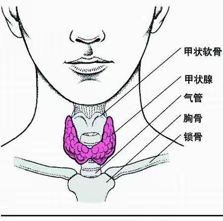 甲状腺疾病患者健康教育