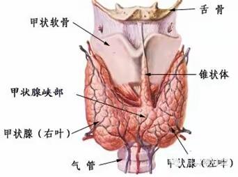 腔镜  甲状腺微创手术的新选择