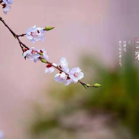 立春一日，百草回芽——郝村学区郝村小学综合实践活动二十四节气之立春