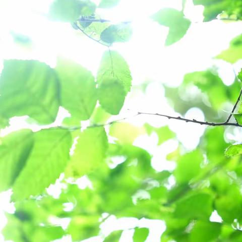 我的七年级——胶州市三里河实验学校七年级七班刘轩菁