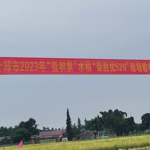 什邡市优质水稻种植协会2023年“低积累”水稻“荣胜优520”现场收打验收会
