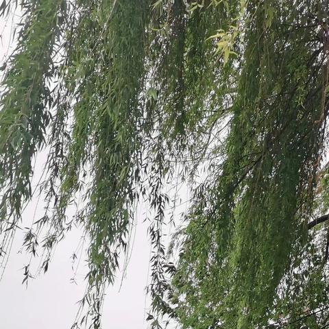 吴小霞于美丽的苏州讲座片段