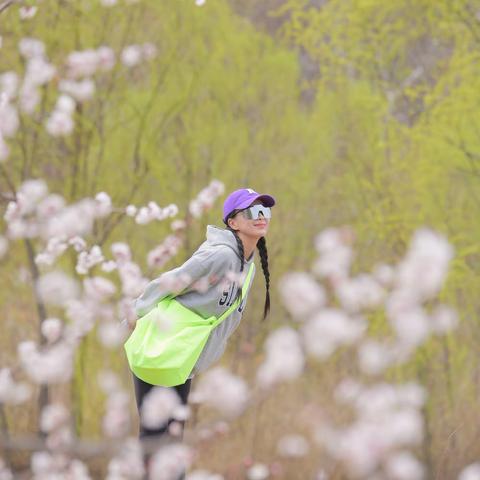 【又是一年杏花开，哆啦邀你赏花了！】