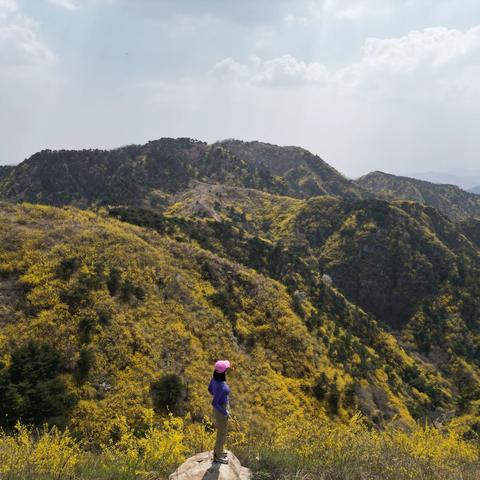 【身披金甲的梯子山，满山连翘开】 哆啦户外|3.29日周天梯子山赏连翘