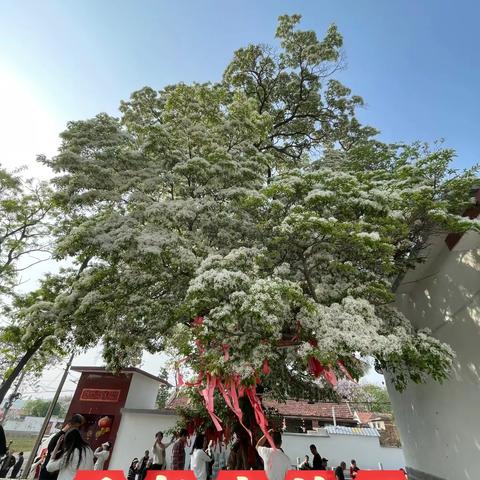 【千年流苏树山顶风车路】 哆啦户外|4.26日周天章丘文祖徒步