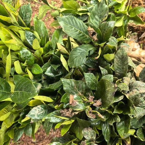 开展“携手创绿、共植未来”植树节主题活动