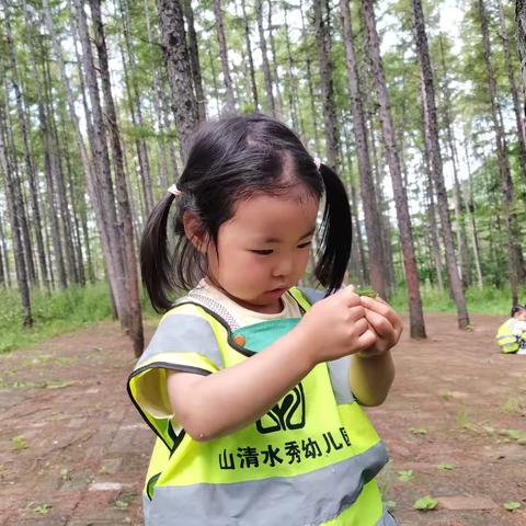 山清水秀幼儿园自然营地第877期蒙一班—《留住夏天》