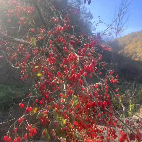 《茱萸》——思威特欧洲城幼儿园中二班重阳节美术活动