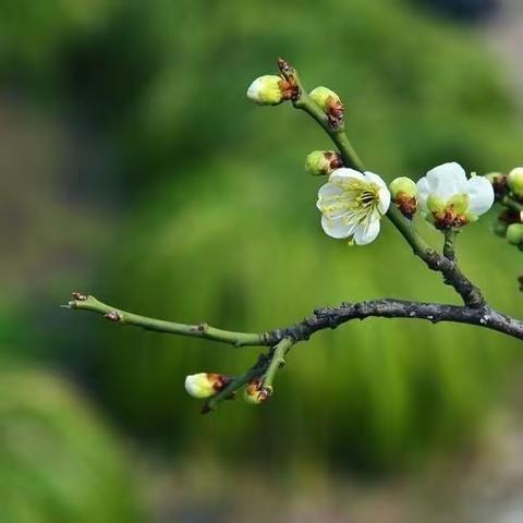 "笙歌一曲抒情笃，烛炬千家映月圆"拜泉县老科协清塘荷韵诗词分会第十九期作业