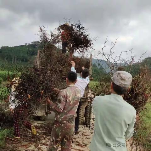 翰林镇开展常态化废弃农膜回收工作