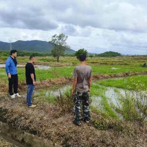 乌烈镇开展派比安台风后，统防统治技术指导工作