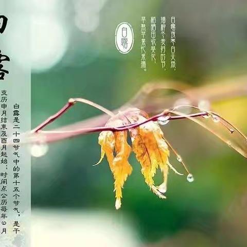 凉风至  白露生 七彩童年白露节气主题教育活动