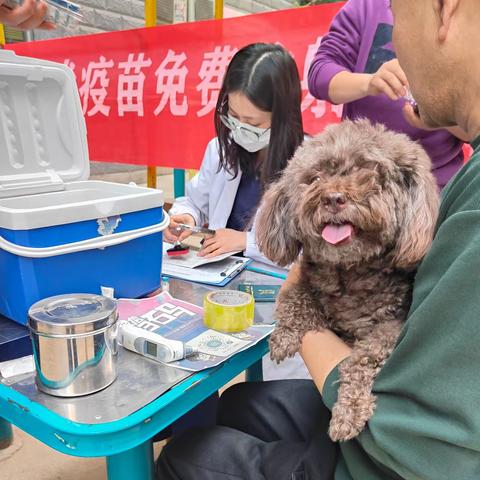 犬只防疫在行动，疫苗接种进社区｜乐游东路社区开展狂犬疫苗免费注射活动