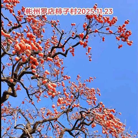 ✅11月27日（周四）空位现询 ✅11月29日（周六）报名中 ✅11月30日（周天）大量收客中 🔥网红千年柿子林+彬县大佛寺+开元寺塔一日游 👍纯玩无购物 💰费用88元（大小同价）