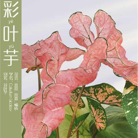 🌱春芽艺术🌱-小班《彩叶芋》