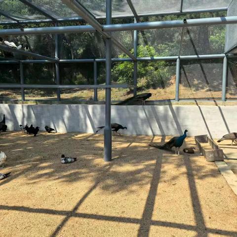 大禹画室师生为孔雀园墙壁绘画