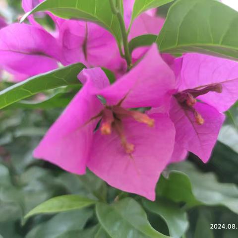 我家房前的三角梅