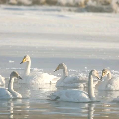霜风引鹤至，碧水迎仙姿——郭茂湿地首批越冬大天鹅翩然栖居