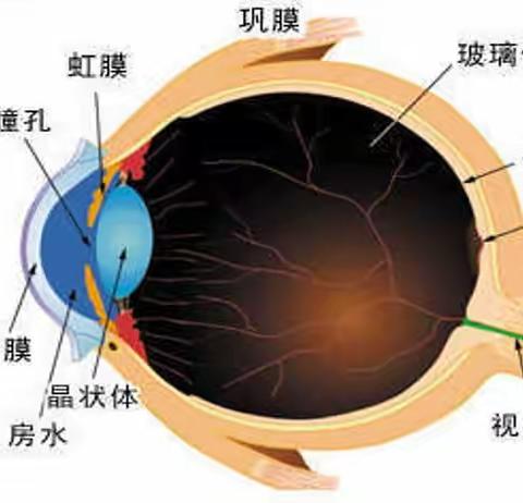 角膜移植术后应如何护理？