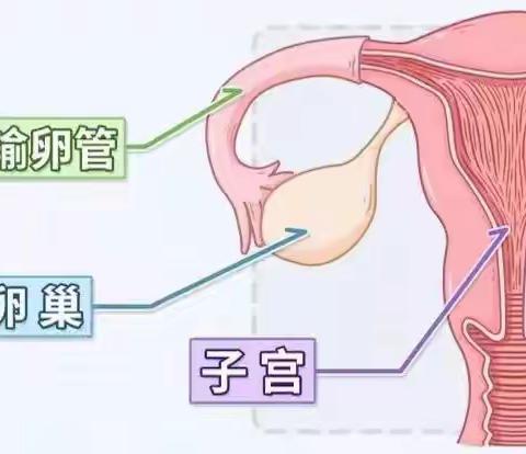 『二院妇产科』盆腔炎反反复复,中医治"它"有妙招