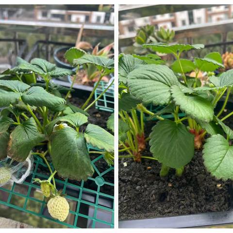 阳台种草莓（三）