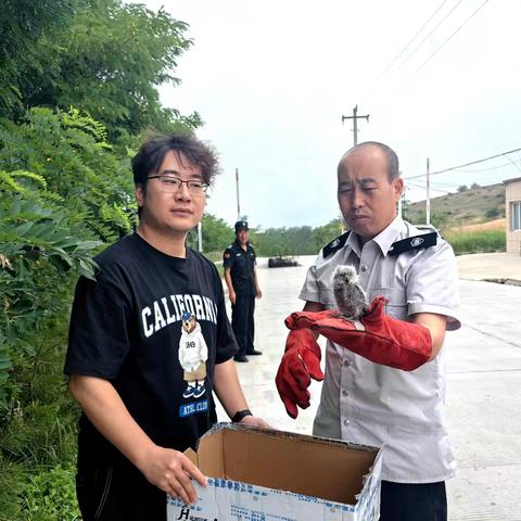 礼泉县林业工作站救助国家二级保护动物雕鸮一只
