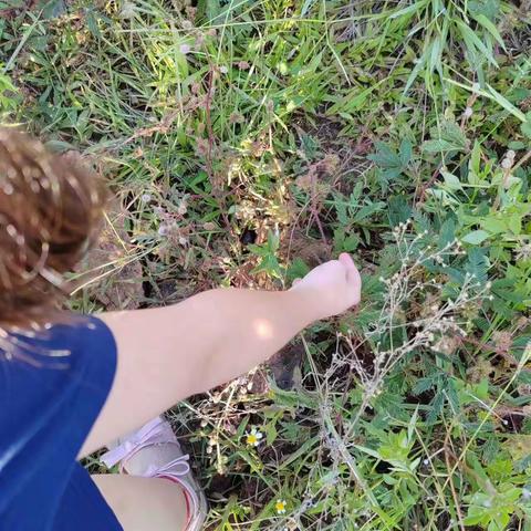 观察含羞草，2023年 9月16日 ，星期六，晴