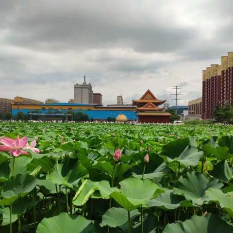 葫芦葫芦我来了