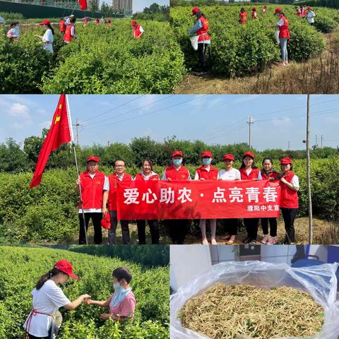 【建信人寿濮阳中支】“爱心助农·点亮青春”客服节金银花采摘活动