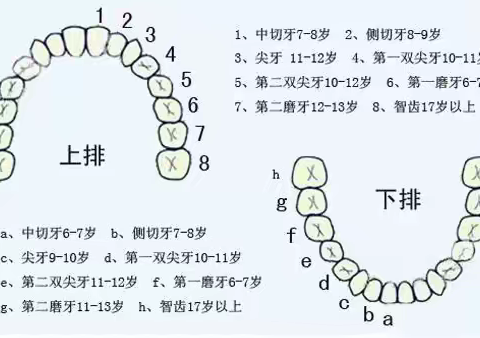 牙齿观察报告