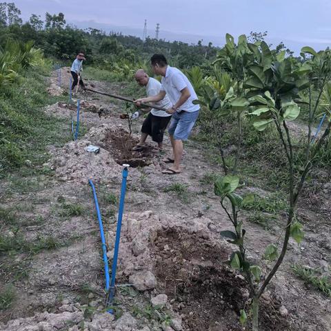 益新村：蚓润沃土育橘红，多元产业启新程