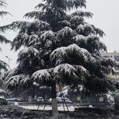 小区雪景