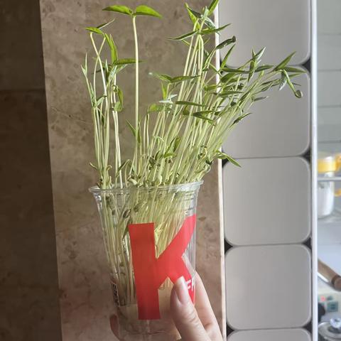 暑期科学部落格
