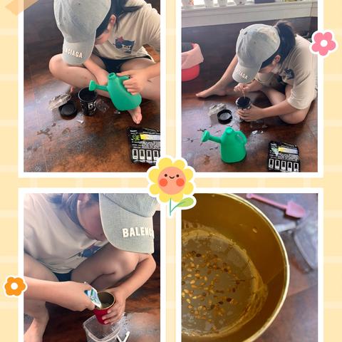 太空种子和普通种子观察日记