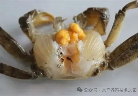 河蟹水瘪子的防治
